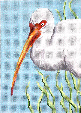 White Ibis